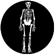 77557 Skeleton
